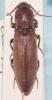 Agriotes pilosellus